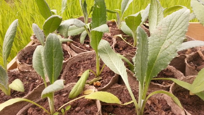 Os 10 principais erros ao cultivar vegetais que podem custar sua colheita