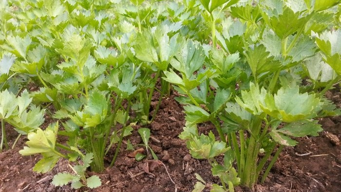 10 hlavních chyb při pěstování zeleniny, které vás mohou stát sklizeň