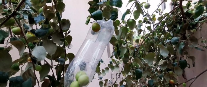 Como fazer um colhedor de frutas simples com galhos altos de uma garrafa PET