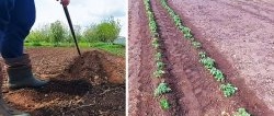 Com cultivar tomàquets sense un sol reg tot l'estiu