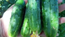 Как да подхраним краставиците в средата на лятото, за да увеличим производителността