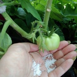 Scheme for feeding tomatoes during the period of active fruiting for a large harvest
