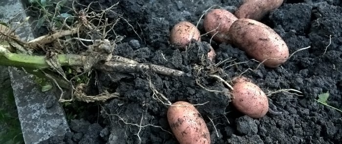 Ağustos ayında patates hasadı Ön hazırlık, kazma kuralları ve yumru köklerin kış mevsiminde saklanmasının sırları ile ilgili en önemli şey