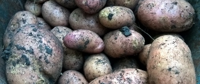 Kartoffelernte im August Das Wichtigste zur vorbereitenden Vorbereitung, den Grabregeln und den Geheimnissen der Winterlagerung von Knollen