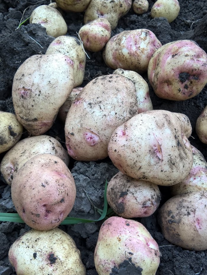 Ağustos ayında patates hasadı Ön hazırlık, kazma kuralları ve yumru köklerin kış mevsiminde saklanmasının sırları ile ilgili en önemli şey