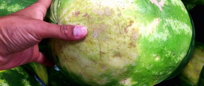 4 Anzeichen, wie man eine süße Wassermelone erkennt