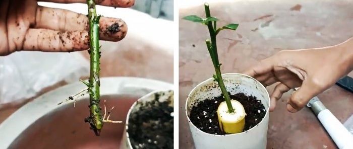 We germinate seedlings from cuttings using a banana