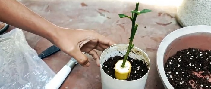 Vi spirer frøplanter fra stiklinger ved hjælp af en banan