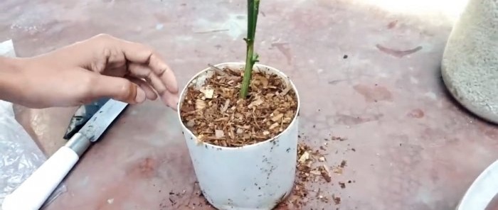 We germinate seedlings from cuttings using a banana
