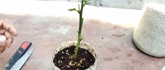 Vi gror plantor från sticklingar med hjälp av en banan