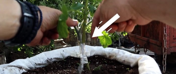 Crossing a tomato with a potato produces an amazing plant