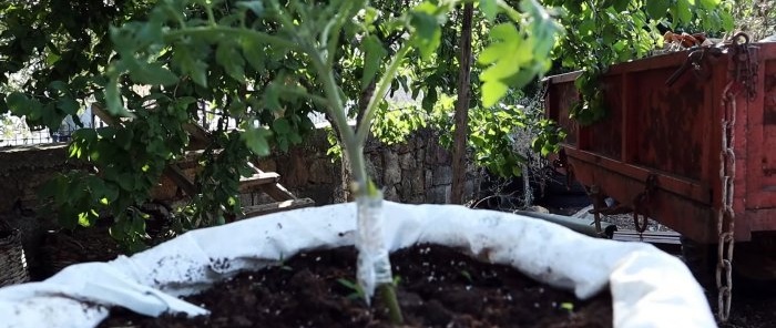 Crossing a tomato with a potato produces an amazing plant