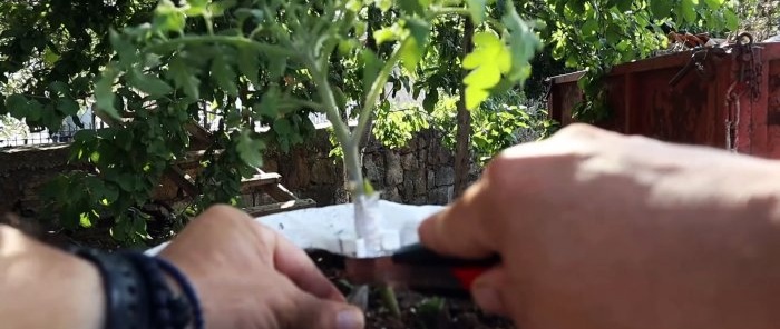 Encreuar un tomàquet amb una patata produeix una planta sorprenent