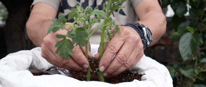 חציית עגבנייה עם תפוח אדמה מייצרת צמח מדהים