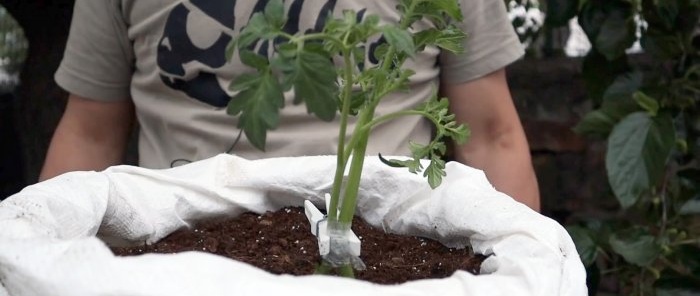Å krysse en tomat med en potet gir en fantastisk plante