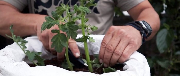 Å krysse en tomat med en potet gir en fantastisk plante