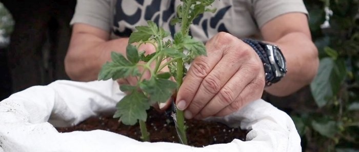 Crossing a tomato with a potato produces an amazing plant