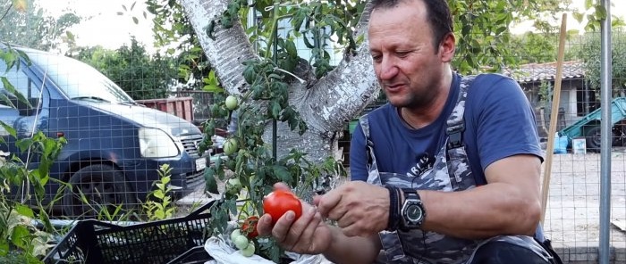 Cruzar un tomate con una patata produce una planta asombrosa
