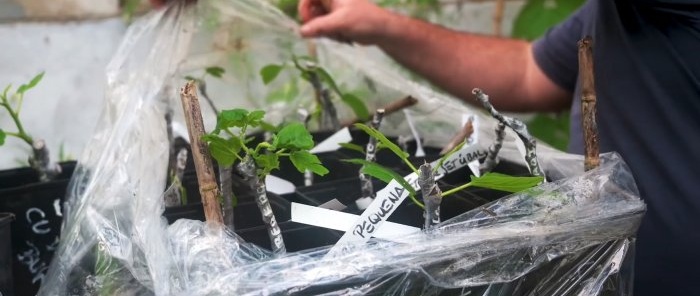 4 maneres de fer germinar esqueixos Quina és la millor