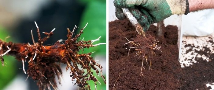4 maneres de fer germinar esqueixos Quina és la millor