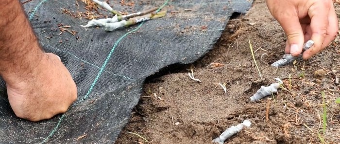 4 façons de faire germer des boutures Quelle est la meilleure