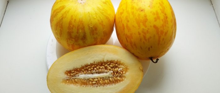 Hvordan rett og slett bevare melon og nyte vinterbiter av sommeren