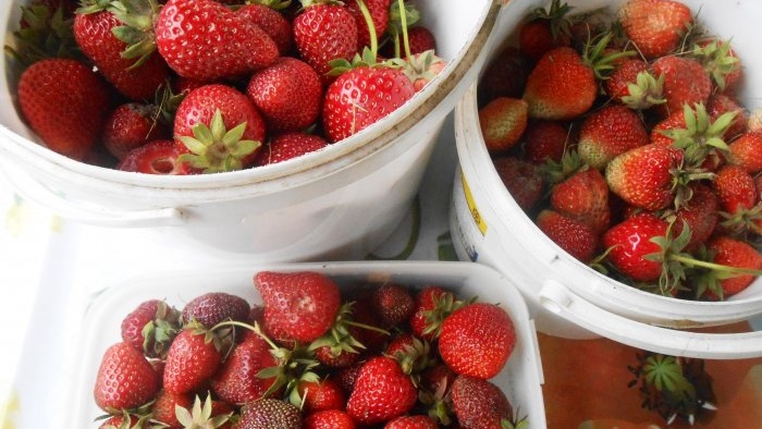 Taglagas na pagtatanim ng mga punla ng strawberry sa hardin sa bukas na lupa para sa masaganang ani sa susunod na panahon