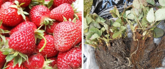 Plantation d'automne de plants de fraises de jardin en pleine terre pour une récolte abondante la saison prochaine