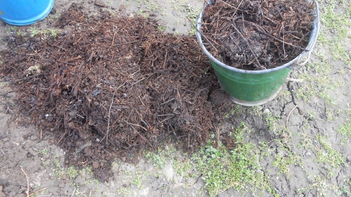 Autumn planting of garden strawberry seedlings in open ground for a bountiful harvest next season