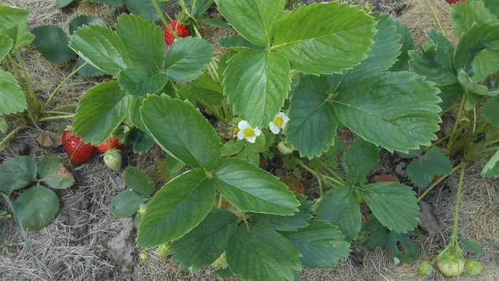 Plantation d'automne de plants de fraises de jardin en pleine terre pour une récolte abondante la saison prochaine
