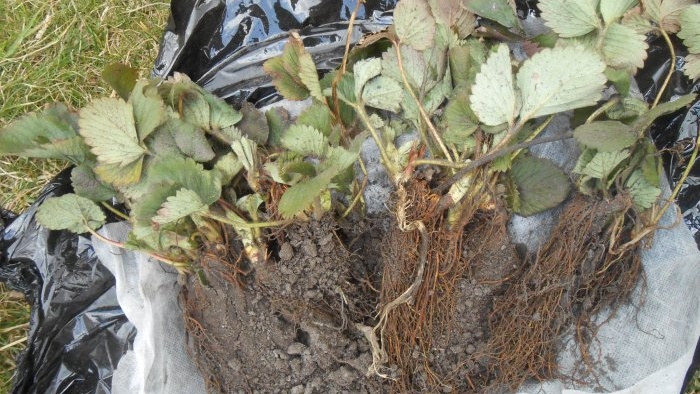 Plantació de tardor de plàntules de maduixes de jardí a terra oberta per a una collita abundant la temporada vinent