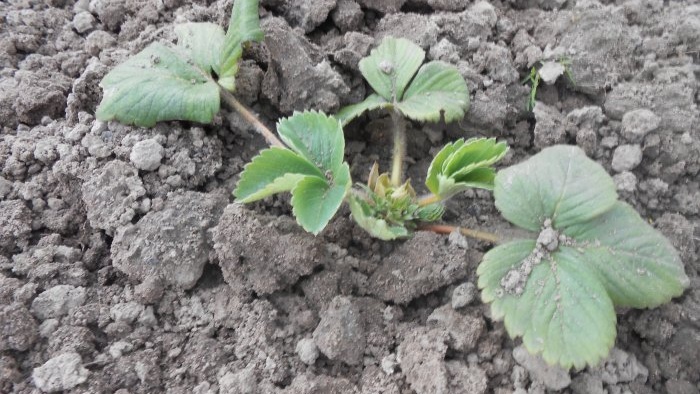 Plantio de outono de mudas de morango em terreno aberto para uma colheita abundante na próxima temporada