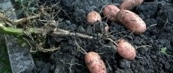 penuaian kentang Ogos. Perkara utama adalah mengenai penyediaan awal, peraturan penggalian dan rahsia penyimpanan musim sejuk ubi