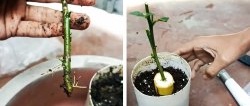 Nous faisons germer des plants à partir de boutures à l'aide d'une banane