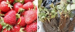 Есенно засаждане на разсад от градински ягоди в открит терен за изобилна реколта през следващия сезон
