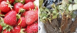 Penanaman musim luruh anak benih strawberi taman di tanah terbuka untuk tuaian yang melimpah musim depan