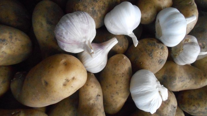 Knoblauch in Gemüseasche ist ein bewährtes Mittel zur Konservierung der Ernte im Keller und in der Küche