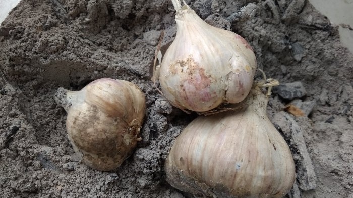 Garlic in vegetable ash is a proven way to preserve the harvest in the cellar and kitchen