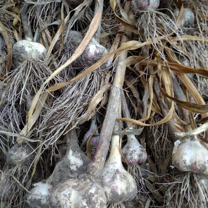 Bawang putih dalam abu sayuran adalah cara yang terbukti untuk mengekalkan hasil tuaian di ruang bawah tanah dan dapur