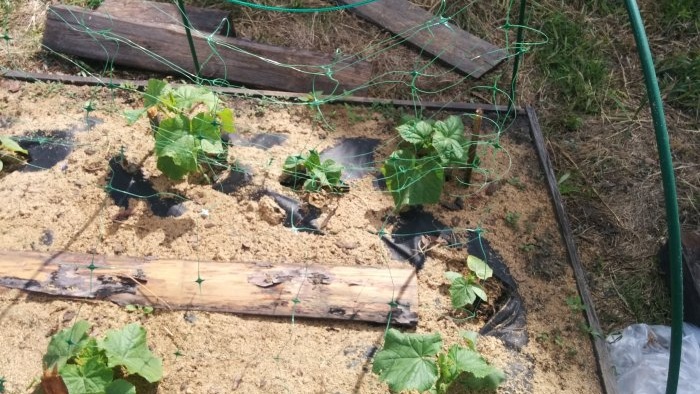 Do you want a lot of cucumbers? Grow cucumbers on a grid and collect without problems