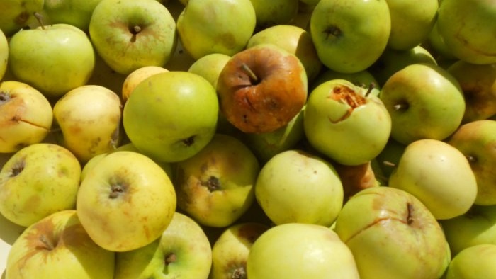 Menggunakan bangkai epal untuk membuat kompos dan membuat katil hangat