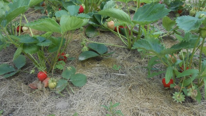 Plantation d'automne de fraises de jardin avec toutes les nuances pour une récolte abondante