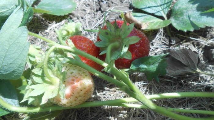 Penanaman musim luruh strawberi taman dengan semua nuansa untuk tuaian yang banyak