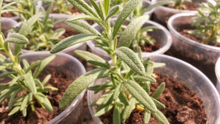 Gustung-gusto ang mga sariwang damo Narito ang 7 mga halamang gamot na maaari mong palaguin sa iyong windowsill