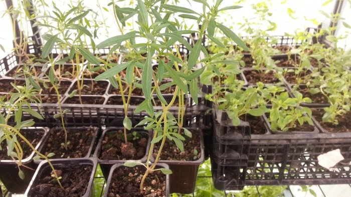 Elsker friske urter Her er 7 urter du kan dyrke i vinduskarmen