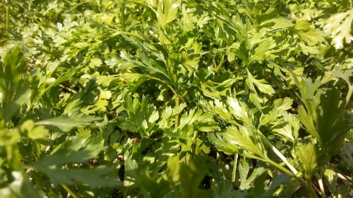 Volite svježe začinsko bilje Evo 7 začinskih biljaka koje možete uzgajati na svojoj prozorskoj dasci