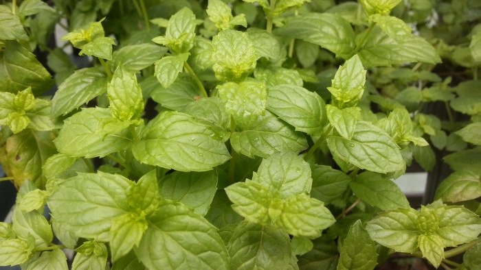 Love fresh herbs Here are 7 herbs you can grow on your windowsill