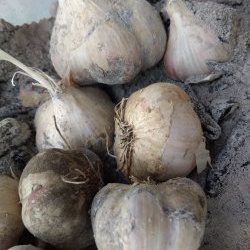Bawang putih dalam abu: cara yang terbukti untuk mengekalkan hasil tuaian di ruang bawah tanah dan dapur
