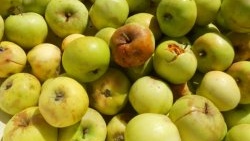 Using apple carrion to make compost and create warm beds
