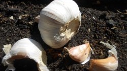 Зашто је потребно одабрати велике каранфиле за садњу зимског белог лука?